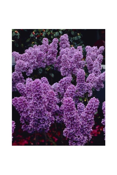 Syringa vulgaris Аndenken an Ludwig Späth полив